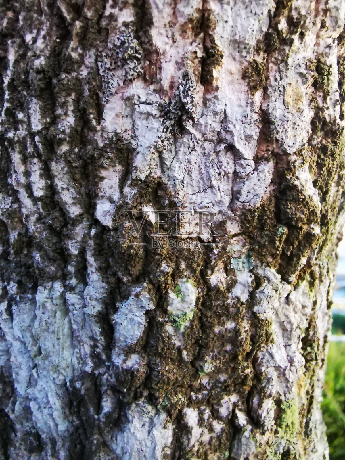 活树干的图案或纹理。树干开始变粗，表面有像裂缝一样的粗糙纹理。照片摄影图片