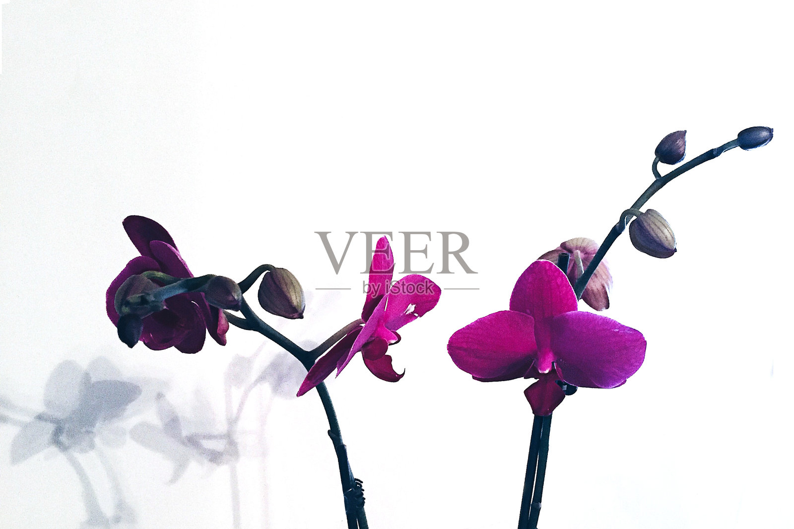 粉色兰花与白色背景照片摄影图片