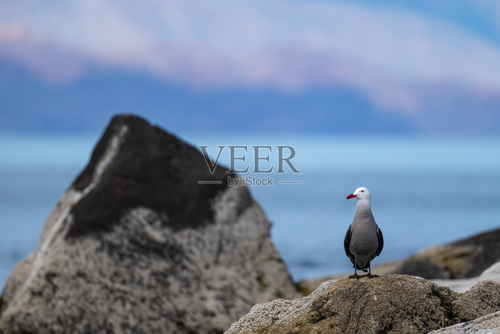 一只赫尔曼鸥（Larus heermanni）站在墨西哥下加利福尼亚州。照片摄影图片