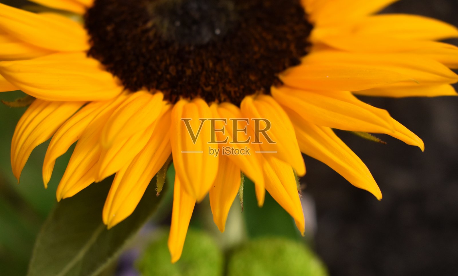 向日葵花瓣的特写照片。照片摄影图片