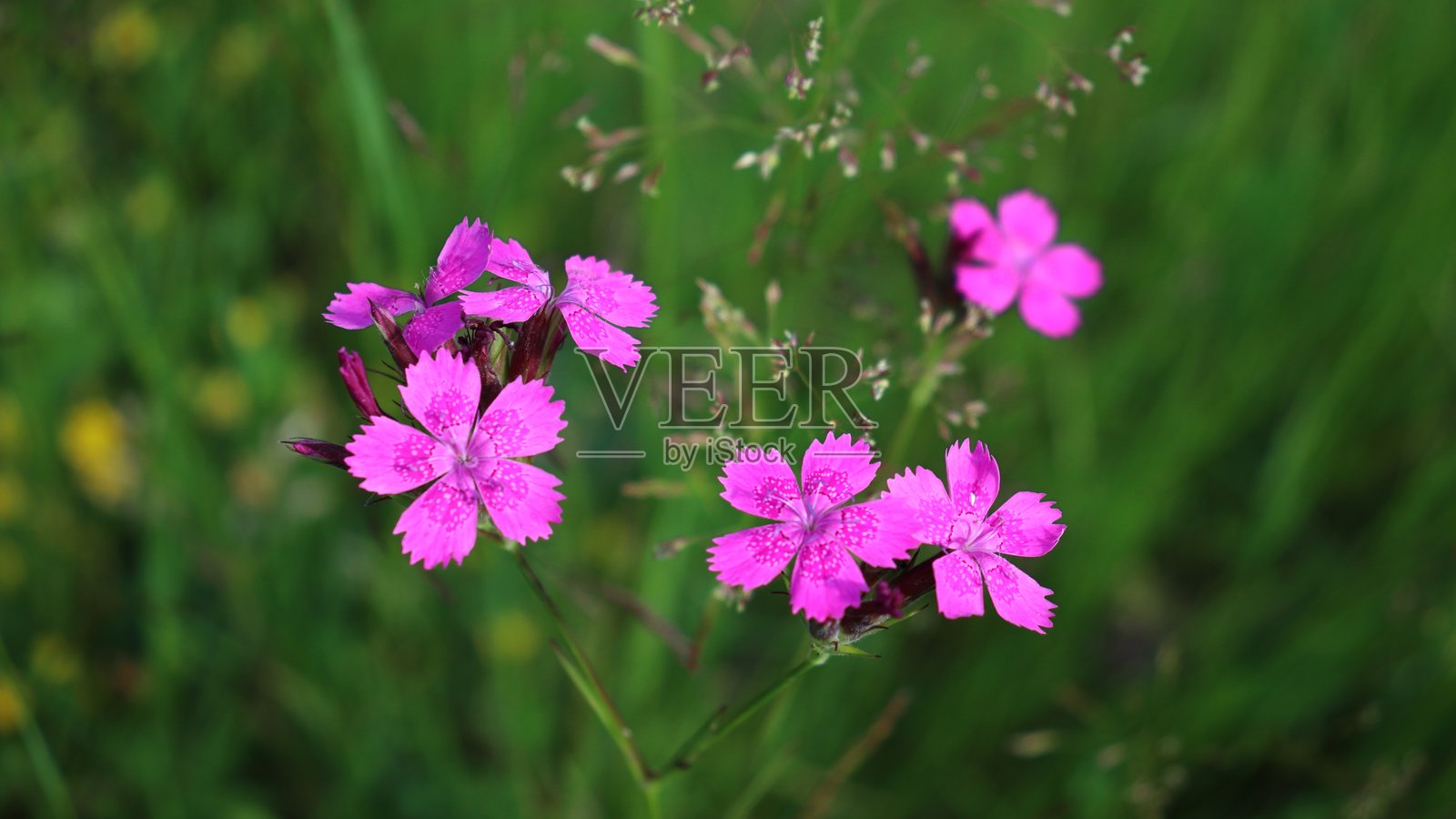 三角花（Dianthus deltoides）开花植物盛开中照片摄影图片