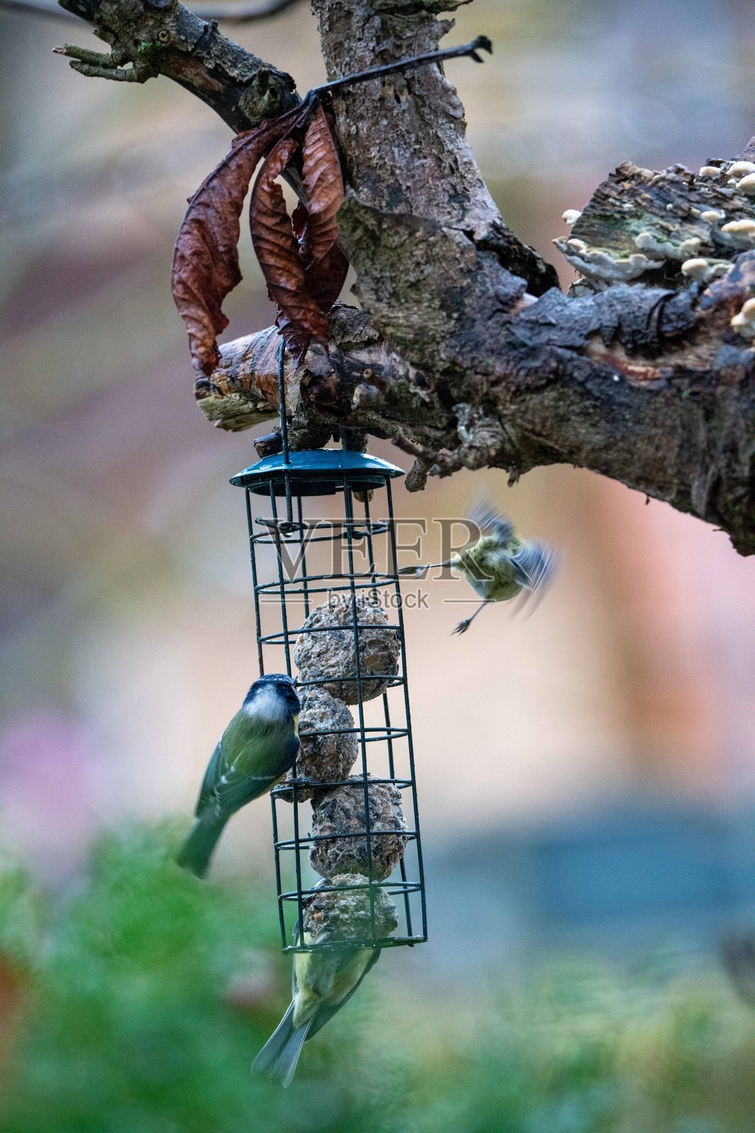 蓝山雀光顾喂鸟器照片摄影图片