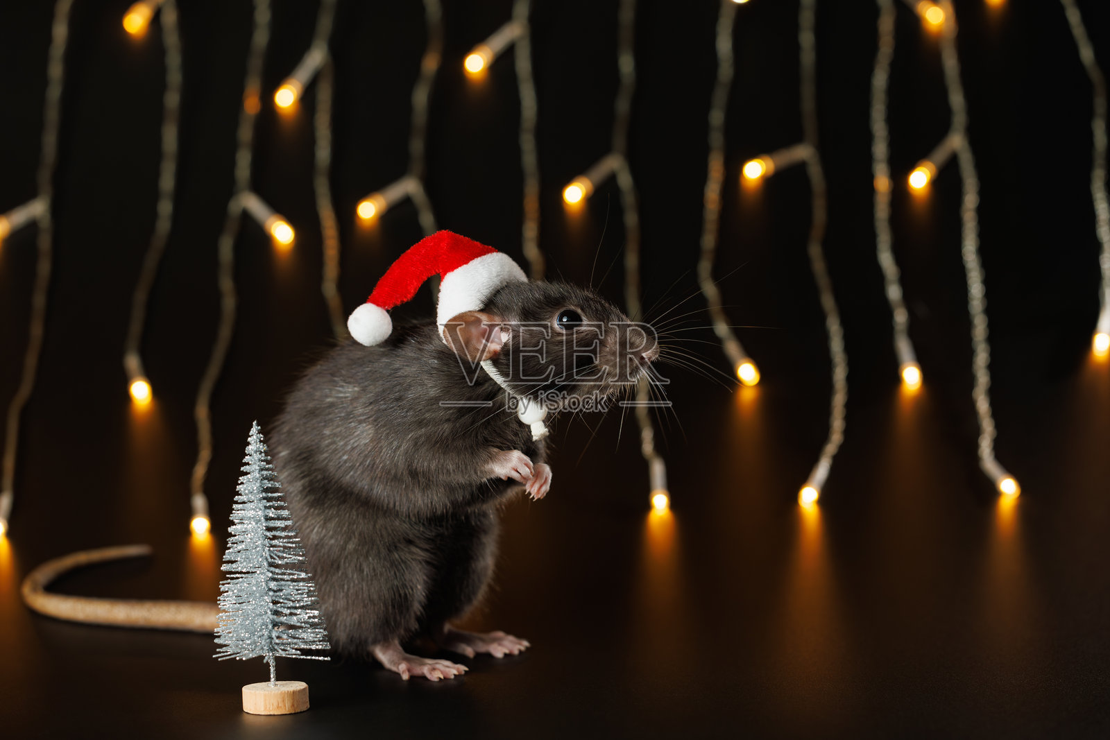 戴着红色圣诞帽的彩色老鼠，孤立在黑色背景上。宠物和闪烁的节日彩灯。模糊的黄色灯泡虚化背景。节日概念，圣诞节。照片摄影图片
