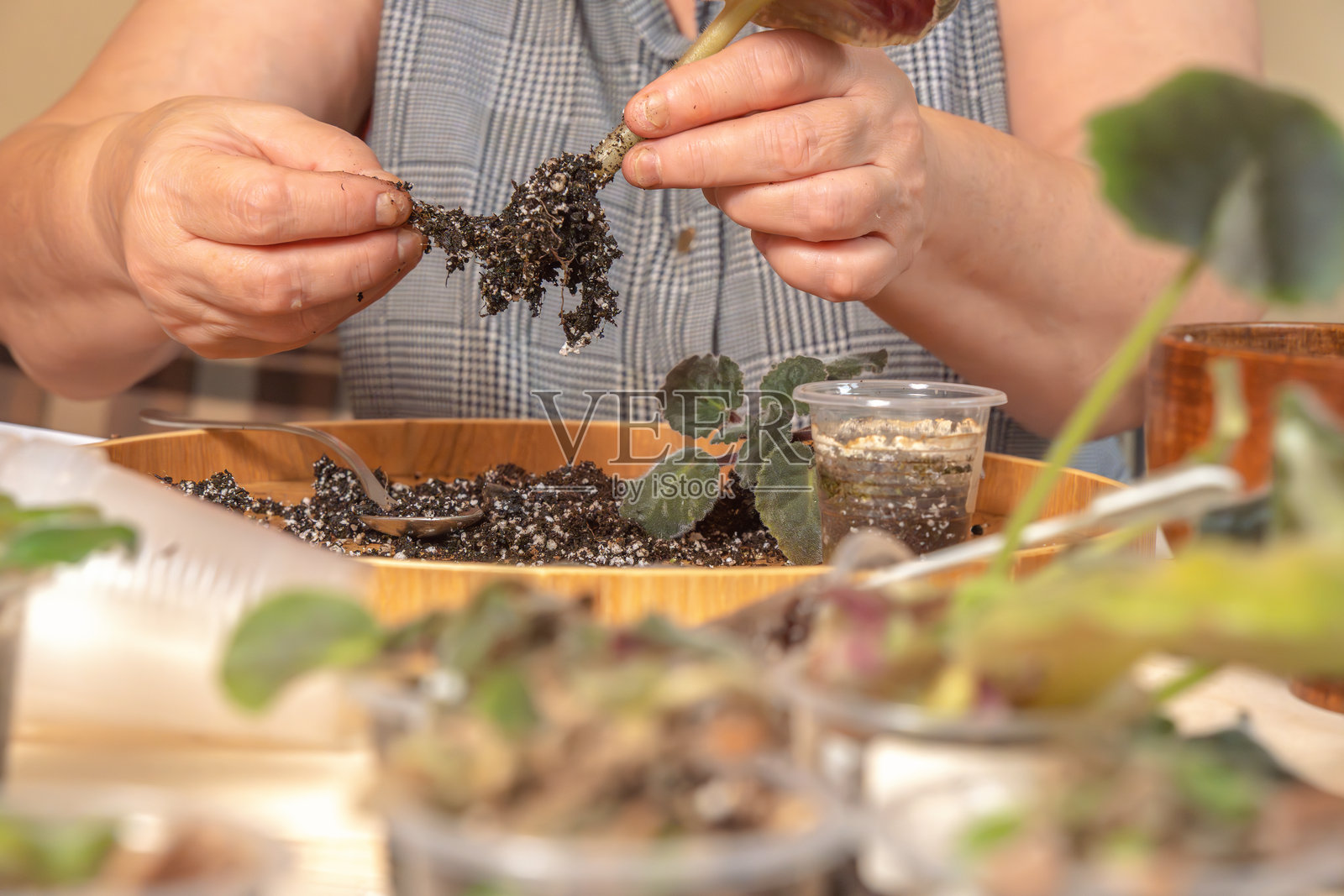 花店老板在将紫罗兰（圣保利亚）移植到新花盆之前，清理多余的土壤并去除旧根。特写镜头照片摄影图片
