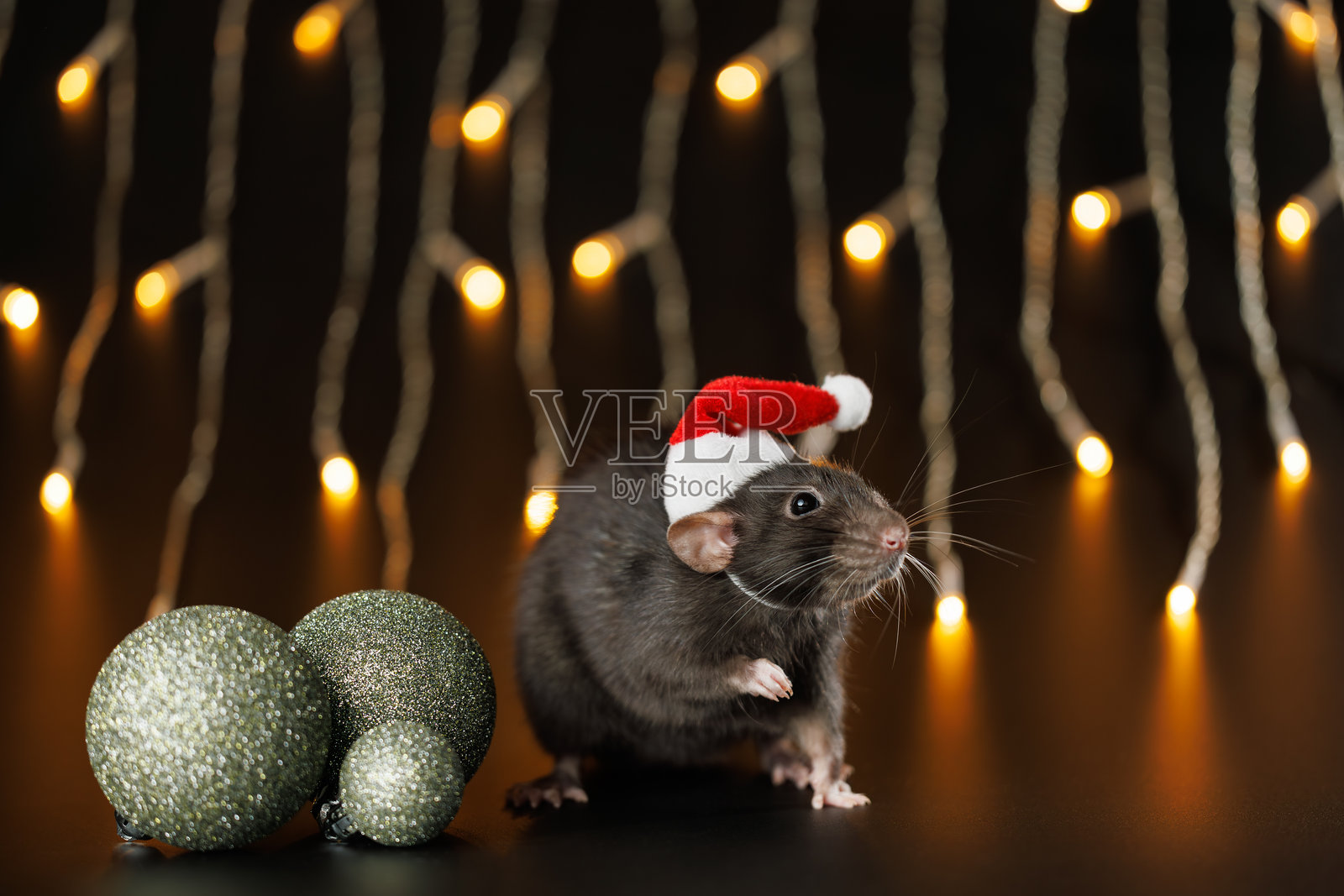 戴着红色圣诞帽的彩色老鼠，孤立在黑色背景上。老鼠和球。宠物和闪烁的节日彩灯。模糊的黄色灯泡虚化背景。节日概念，圣诞节。照片摄影图片