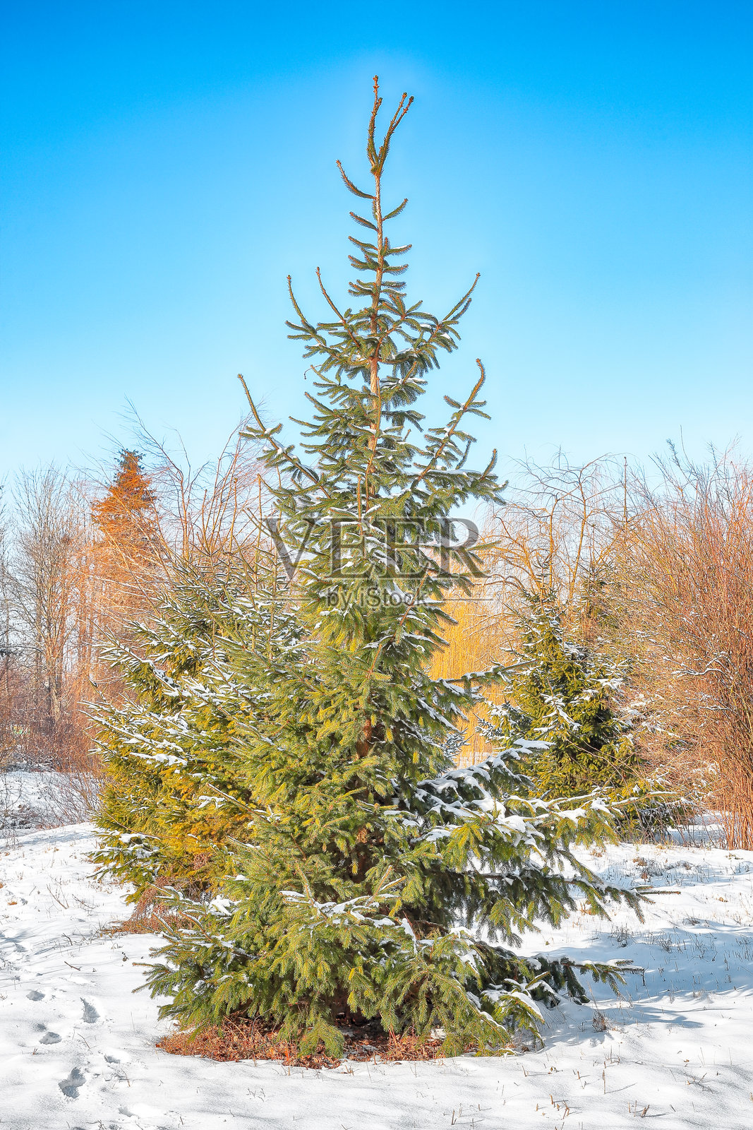 城市公园中令人惊叹的风景，雪-covered树木和厚厚的积雪照片摄影图片