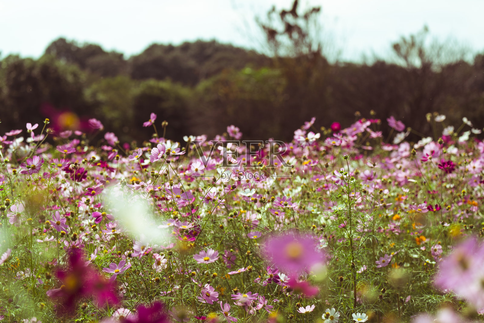美丽的秋桜在埼玉盛开。一位女性正在欣赏秋桜。照片摄影图片