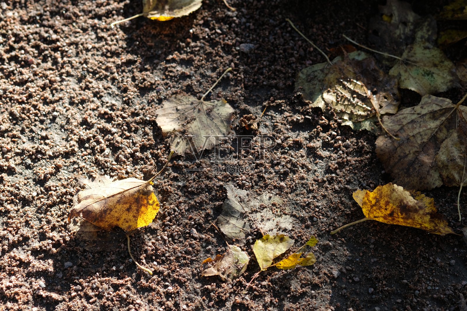 肮脏的黄色秋叶躺在地上照片摄影图片