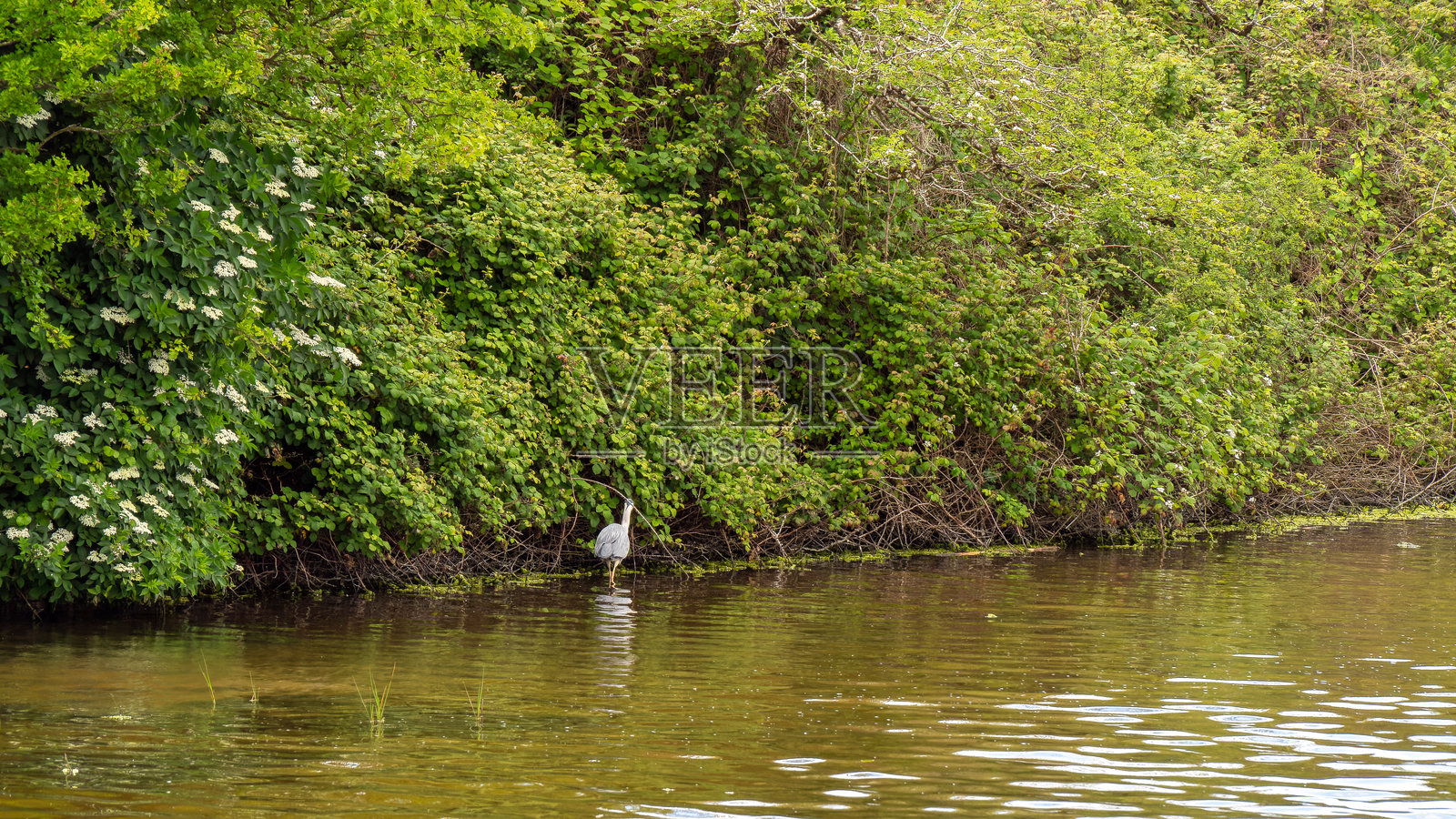 沼泽地形和鸟类。湖岸，植被。野生动物，风景。一只白鸟在水面上。照片摄影图片