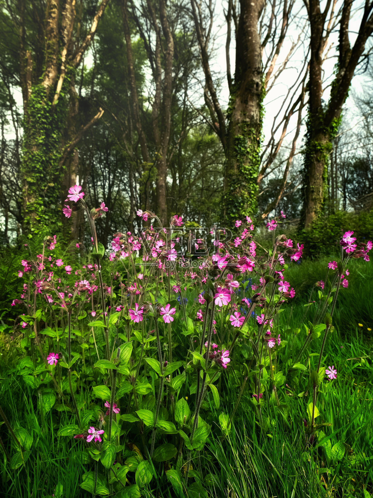 一片美丽的粉色野花在郁郁葱葱的森林中茁壮成长。周围的树木高大，覆盖着生机勃勃的树叶，增强了宁静的氛围。照片摄影图片