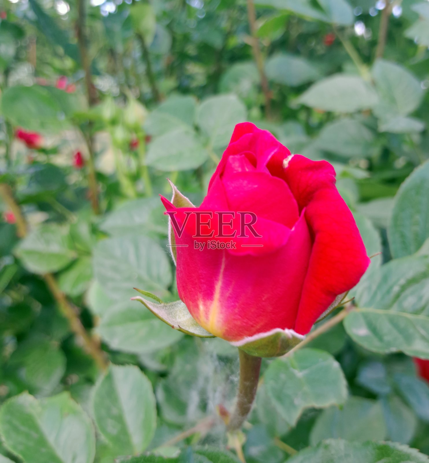 盛开的鲜艳红玫瑰特写照片摄影图片