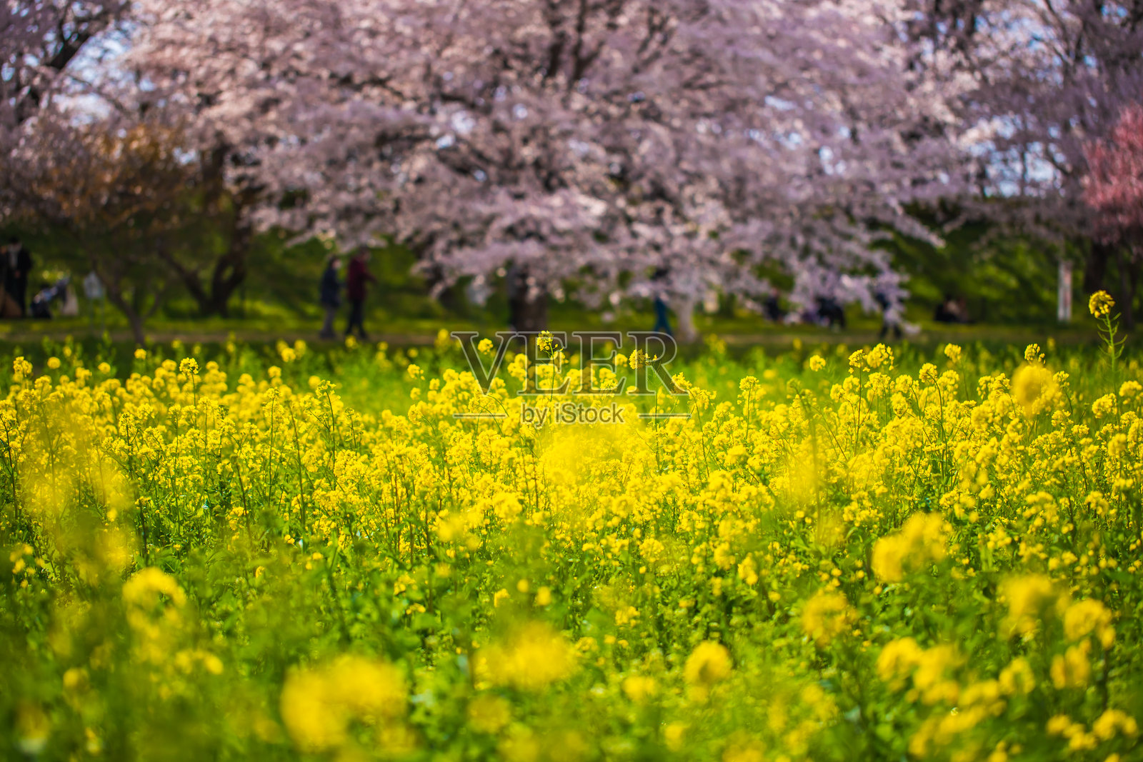 埼玉县的佐野樱堤，樱花盛开与油菜花田相映成趣照片摄影图片