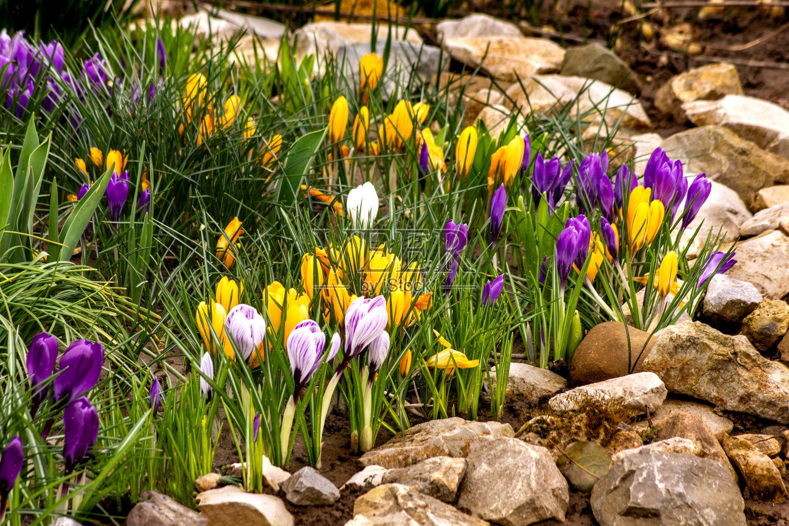 番红花岩石花园。照片摄影图片