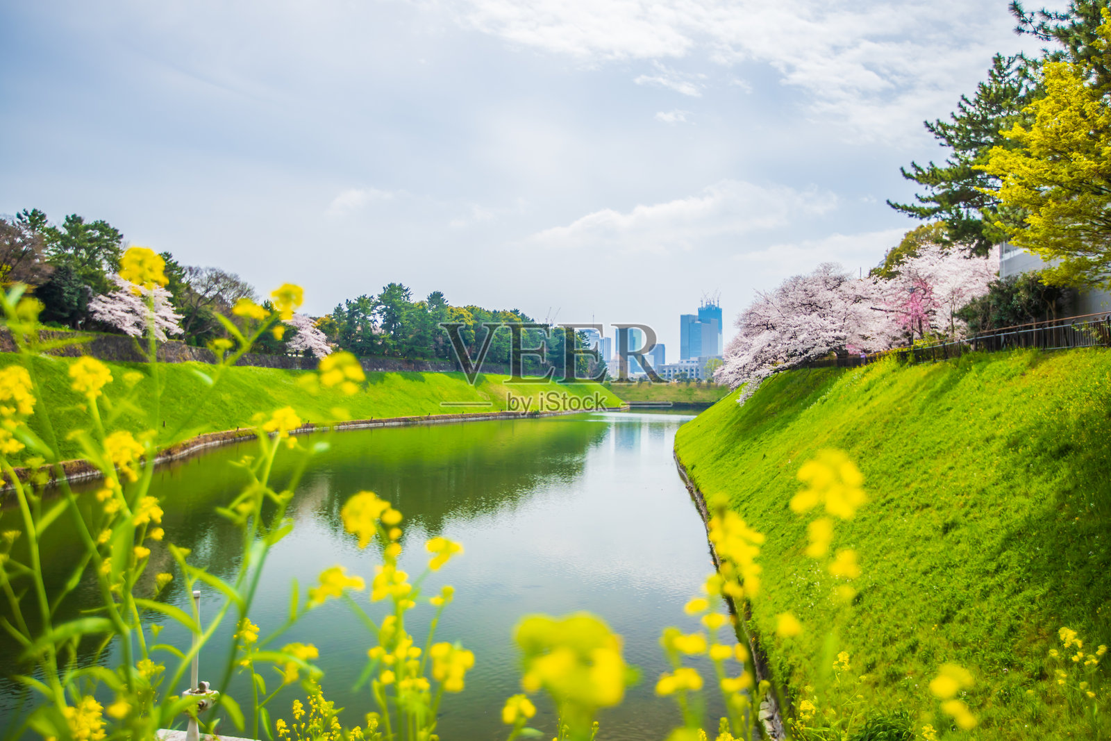 东京：千鸟渊的樱花景色照片摄影图片
