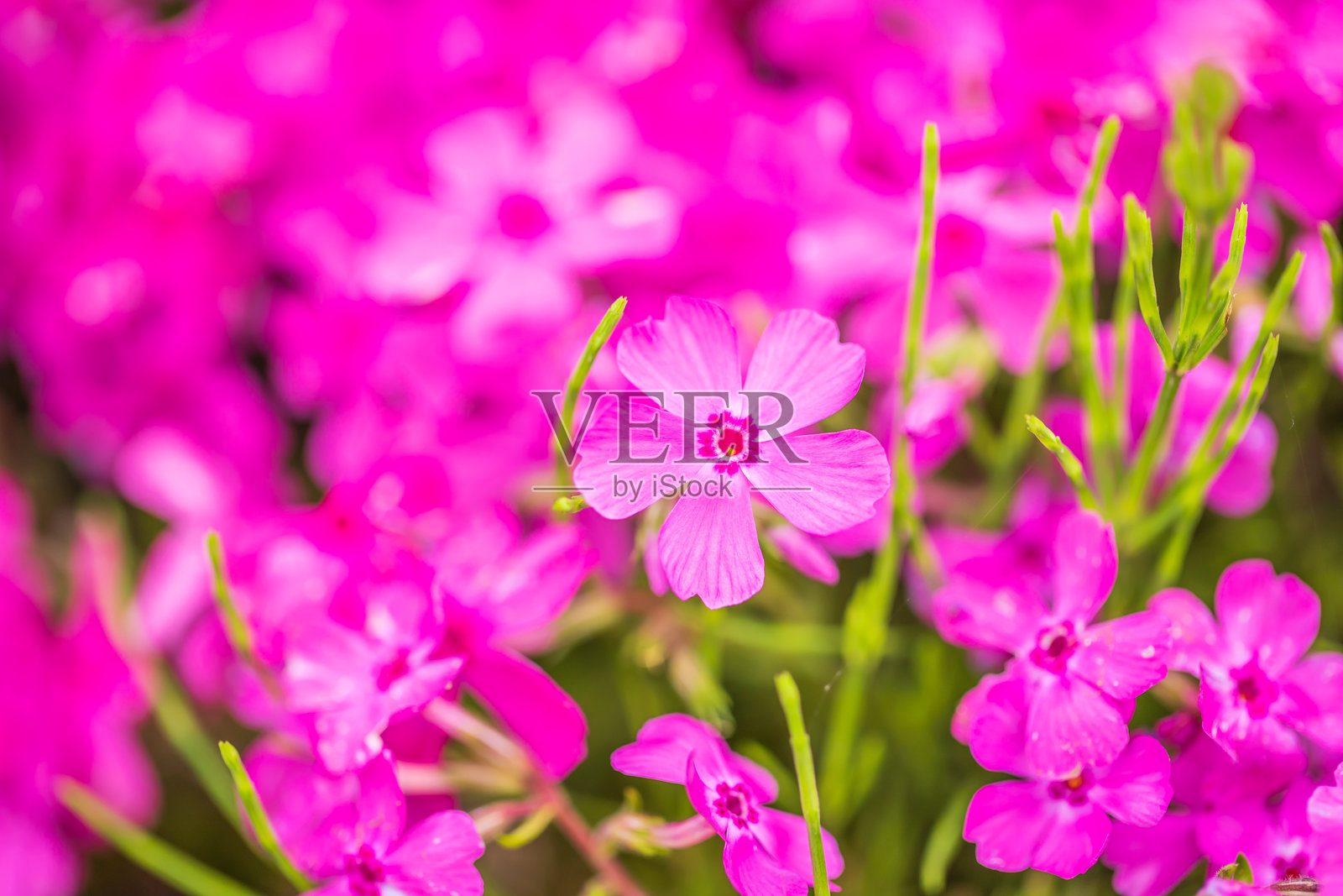 山坡上的苔藓福禄考盛开照片摄影图片