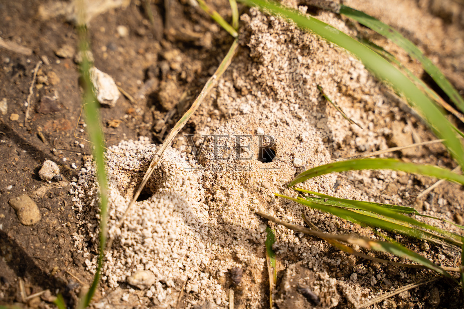 地面上的一个洞，周围长着草的特写镜头照片摄影图片