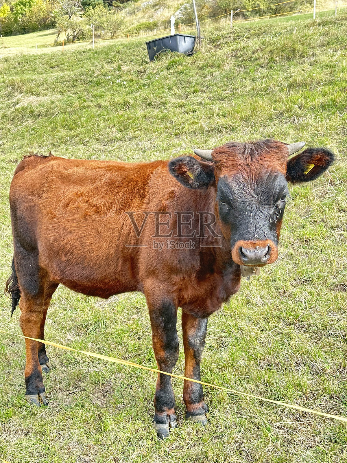 棕色小牛在牧场上照片摄影图片