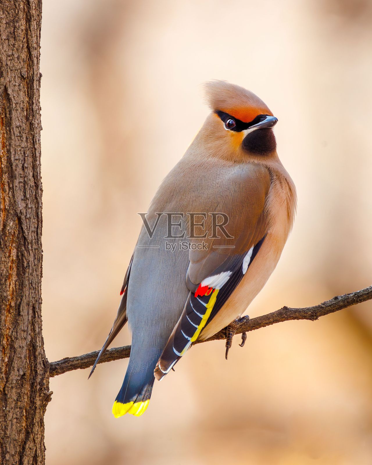 波西米亚蜡嘴雀优雅地站在树枝上，背景模糊。照片摄影图片
