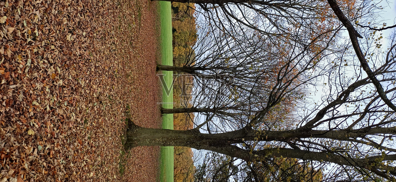 秋天的落叶和光秃的树木照片摄影图片