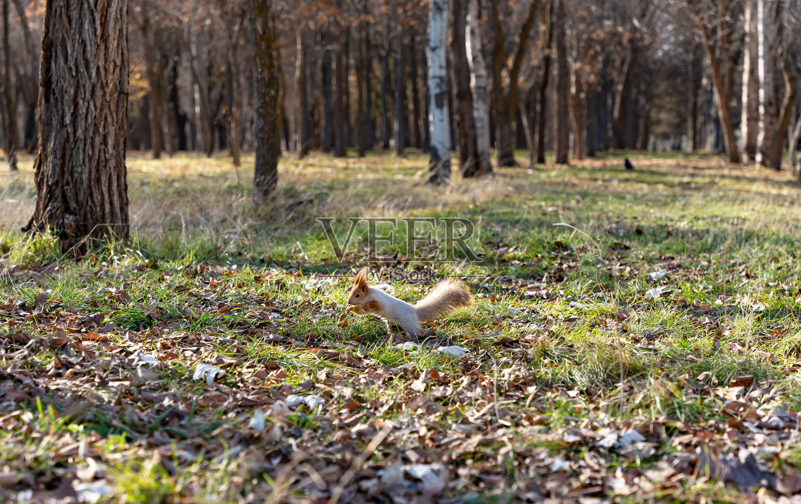 一只红松鼠在秋天的草地上跳跃。照片摄影图片