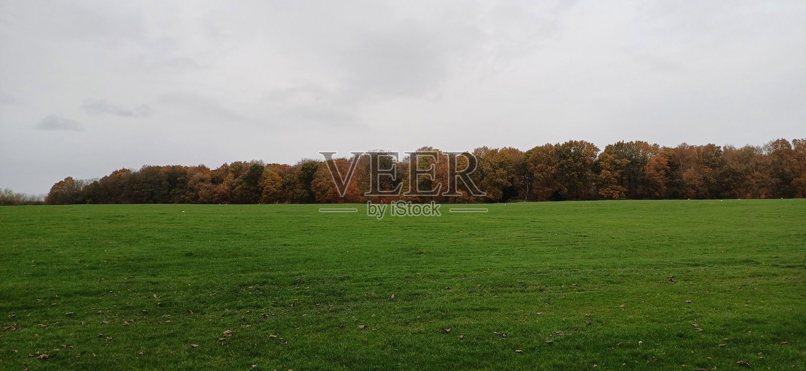 秋天的落叶和光秃的树木照片摄影图片