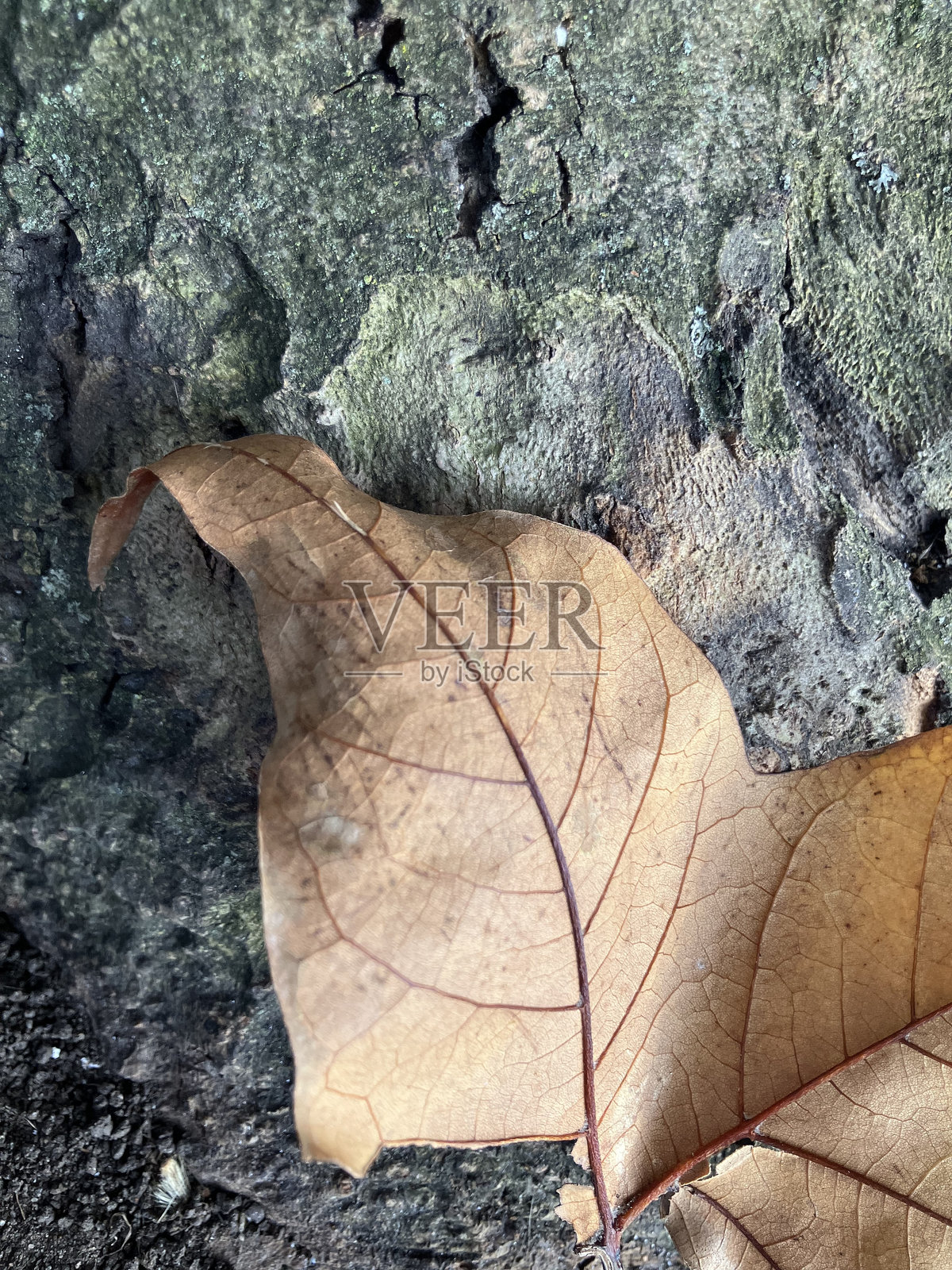 秋天的叶脉特写方形图像照片摄影图片