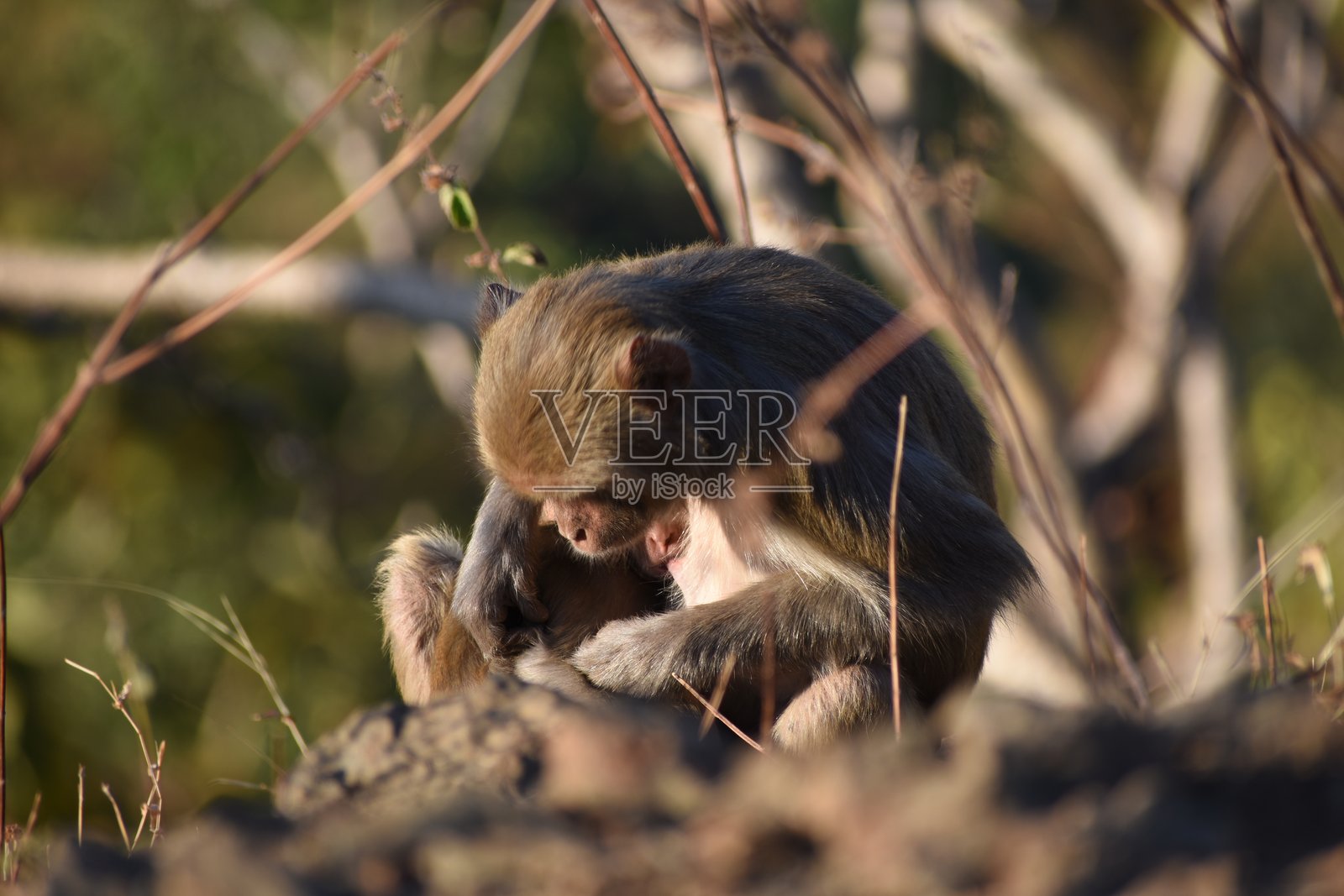 美丽的猴子与她的女儿亲密无间照片摄影图片