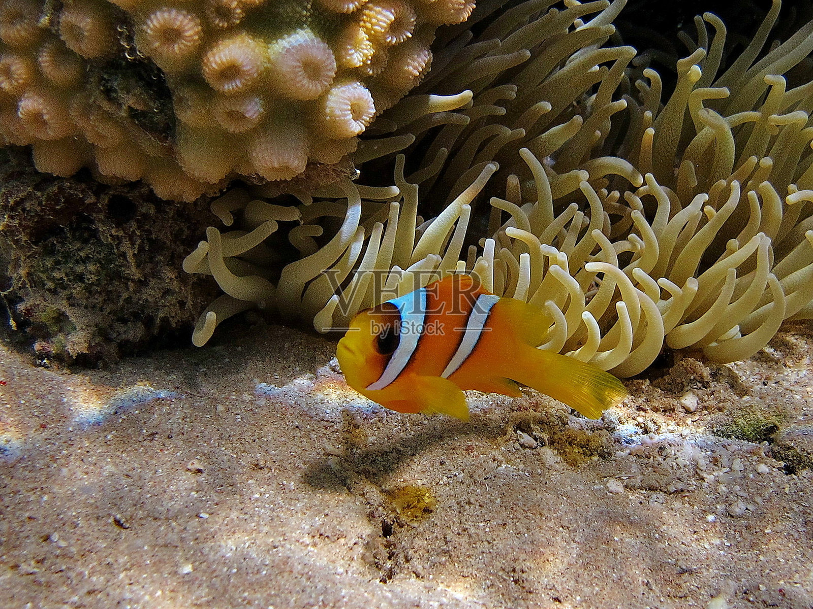 红海珊瑚礁上的美丽鱼类。照片摄影图片