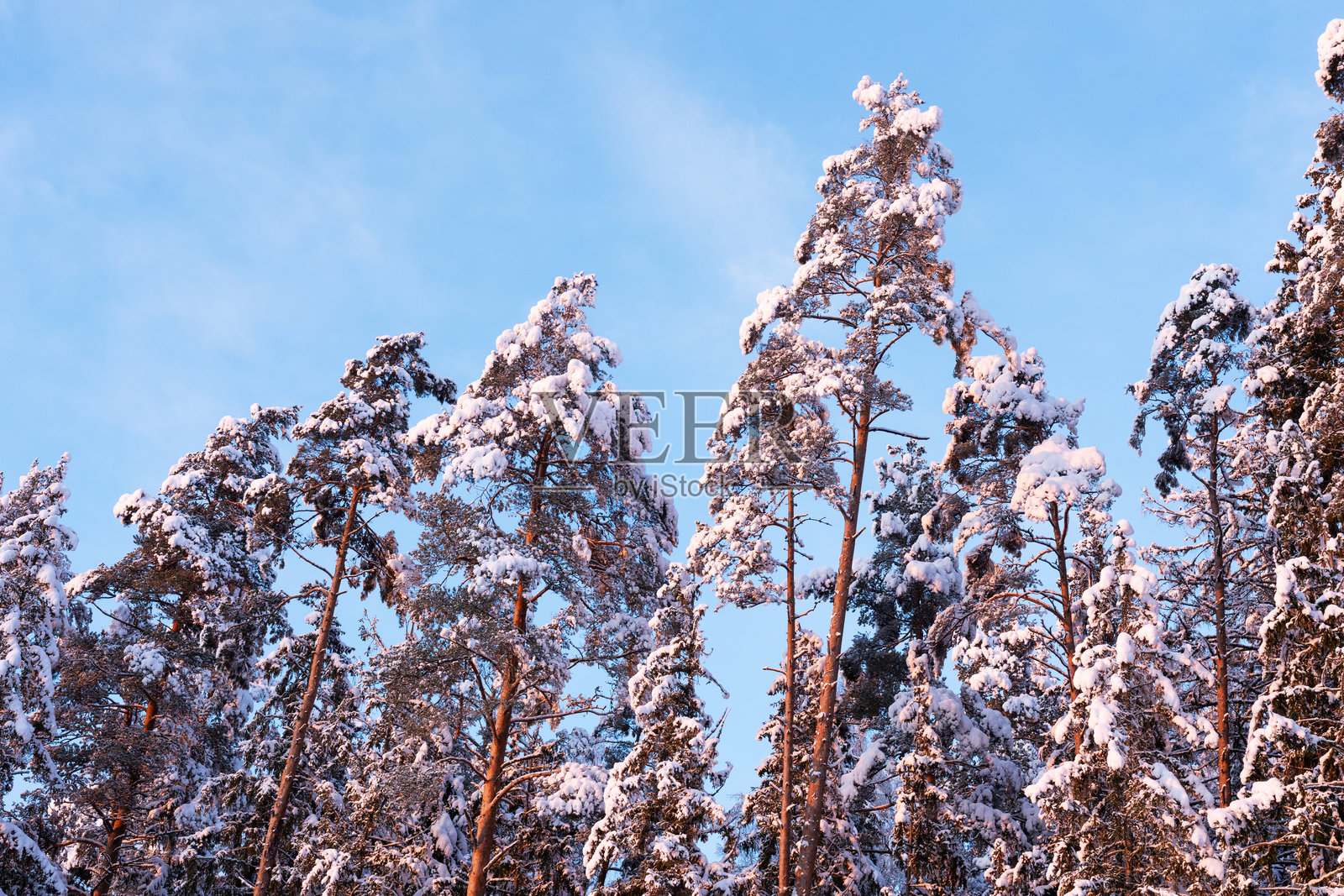 爱沙尼亚乡村美丽日落时的雪松树照片摄影图片