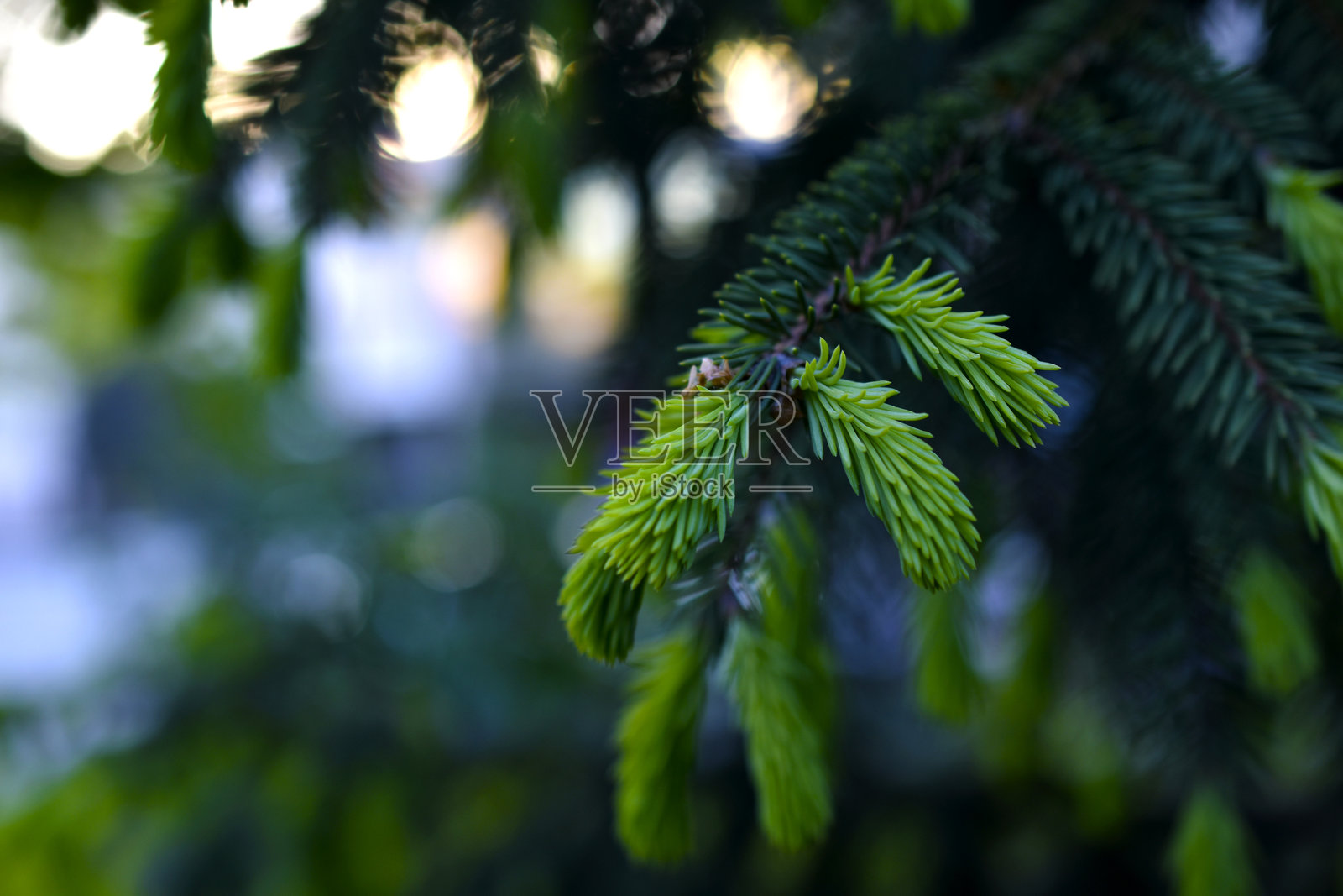 带有松果的冷杉树枝。森林中明亮多彩的针叶和松果。照片摄影图片