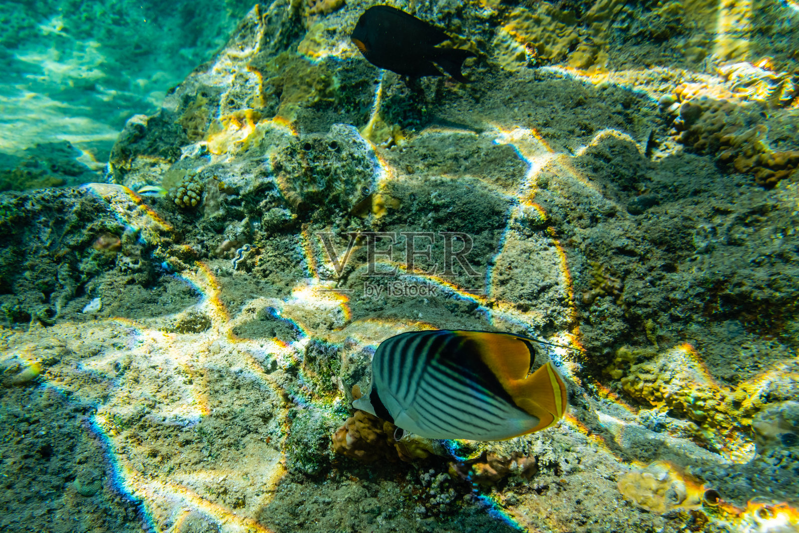 红海珊瑚礁中的珊瑚群落和蝶鱼群照片摄影图片