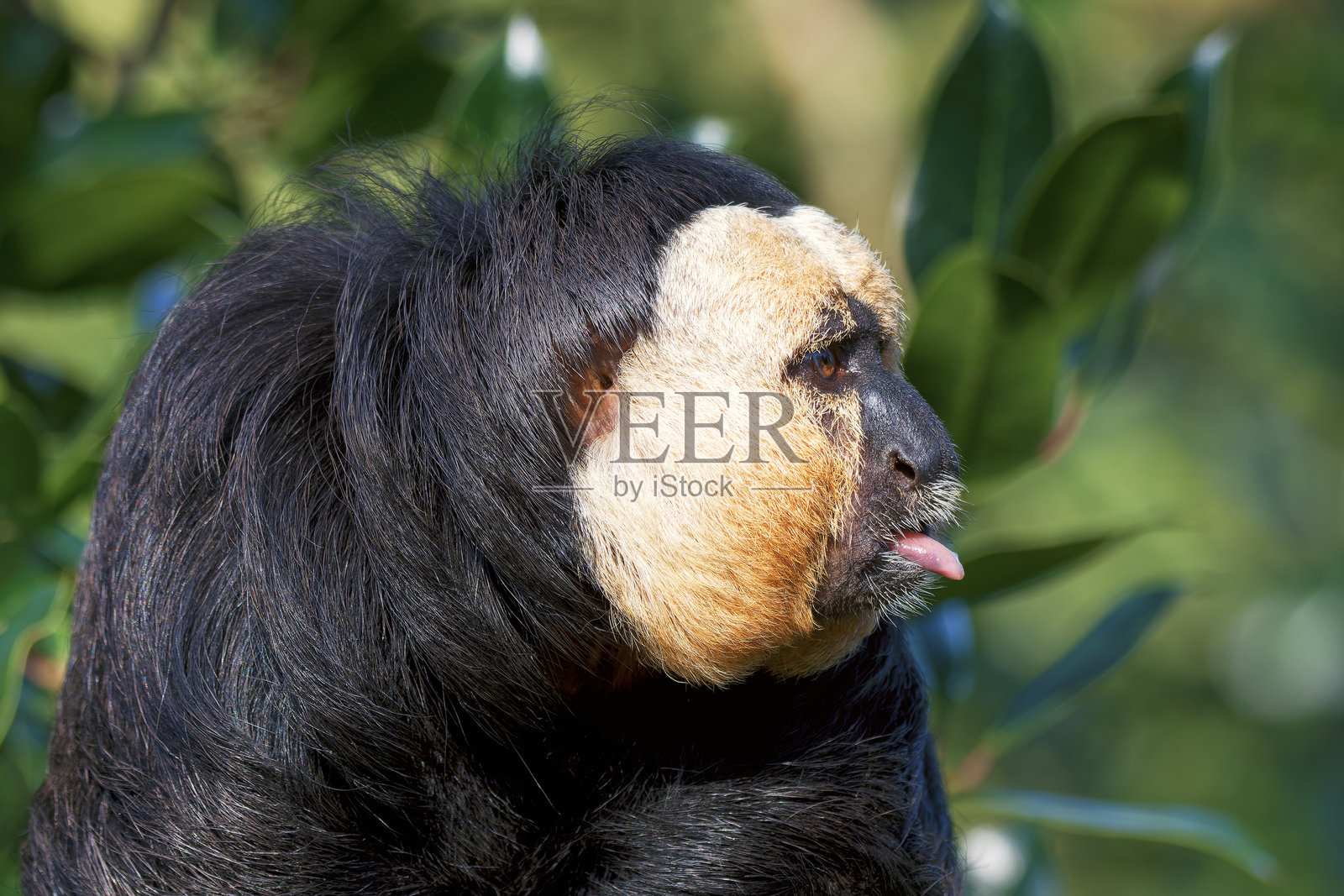 白面萨基猴（Pithecia pithecia），也称为金面猴，圭亚那萨基猴。这种独特的灵长类动物生活在南美洲。该物种的雄性栖息在树冠中。照片摄影图片