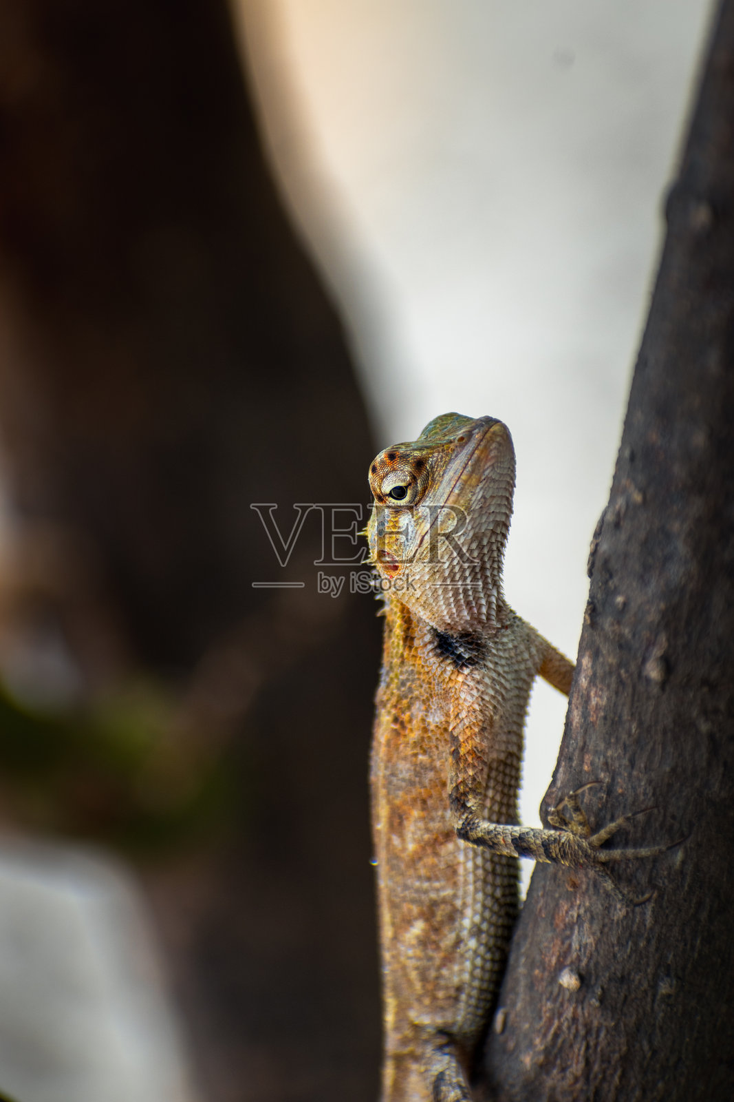 壁虎照片摄影图片