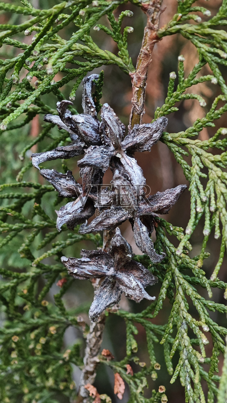 没有种子。照片摄影图片