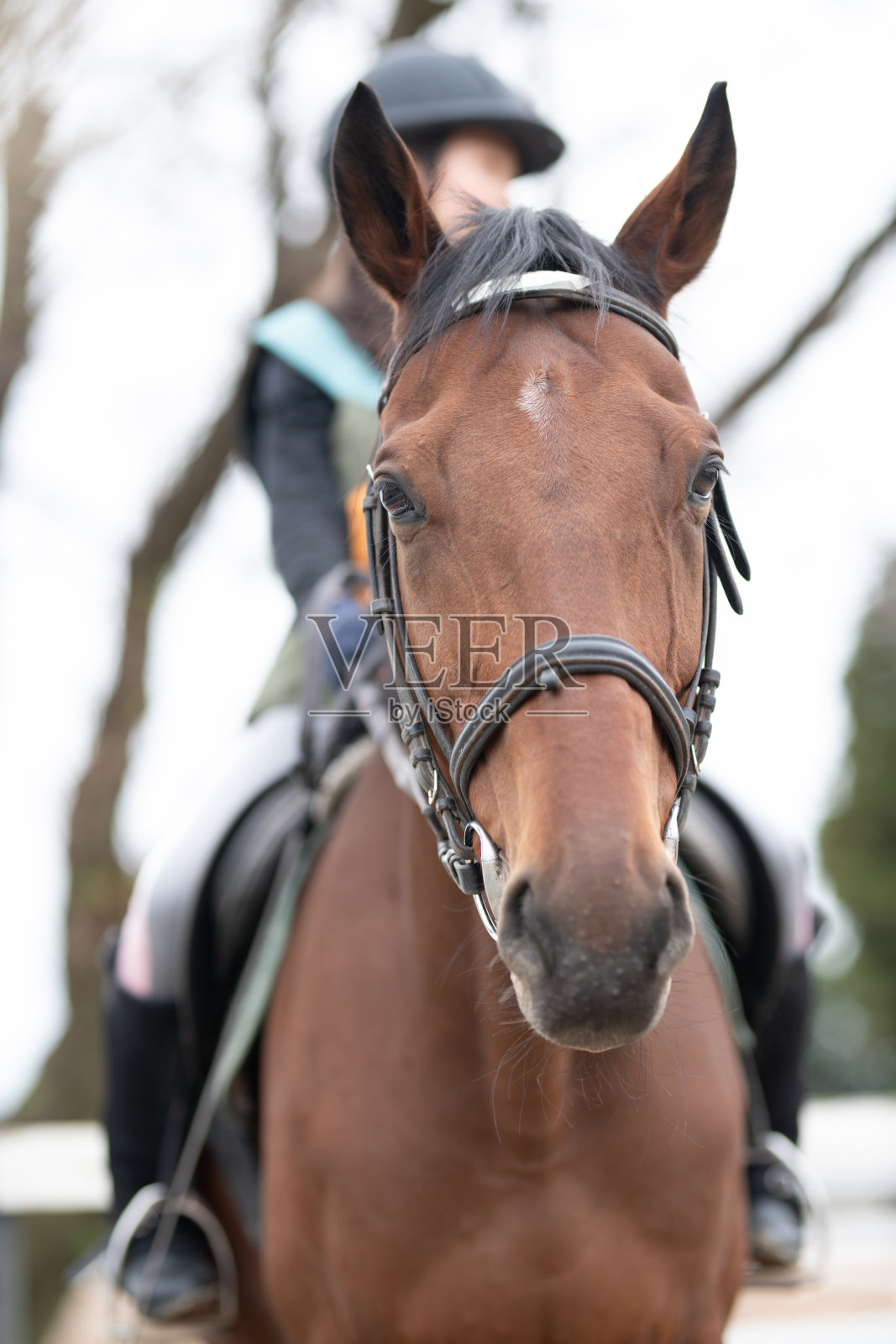 一匹纯种马背上坐着一个孩子照片摄影图片