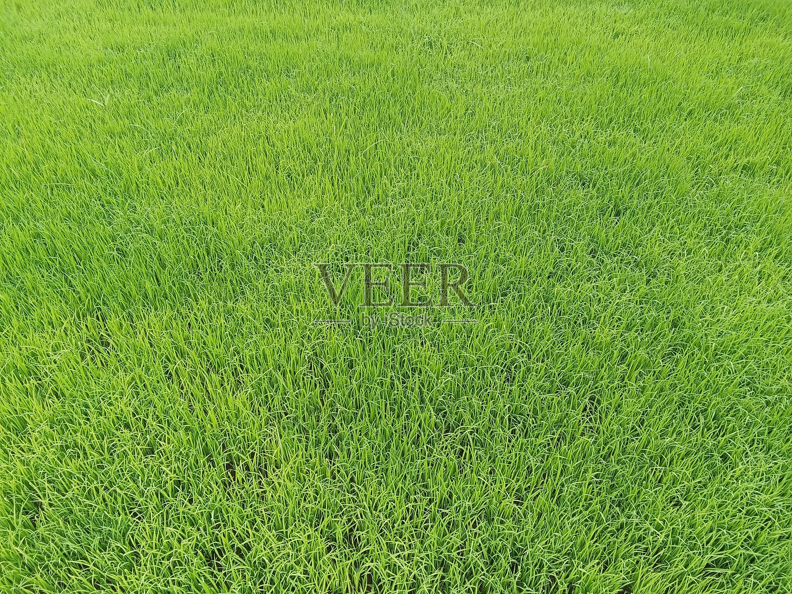 稻种植物照片摄影图片