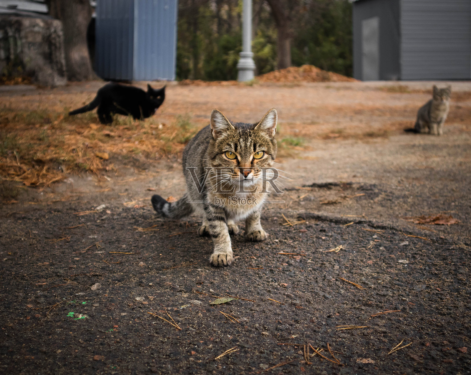 秋天公园里一只严肃的胖流浪猫特写镜头照片摄影图片