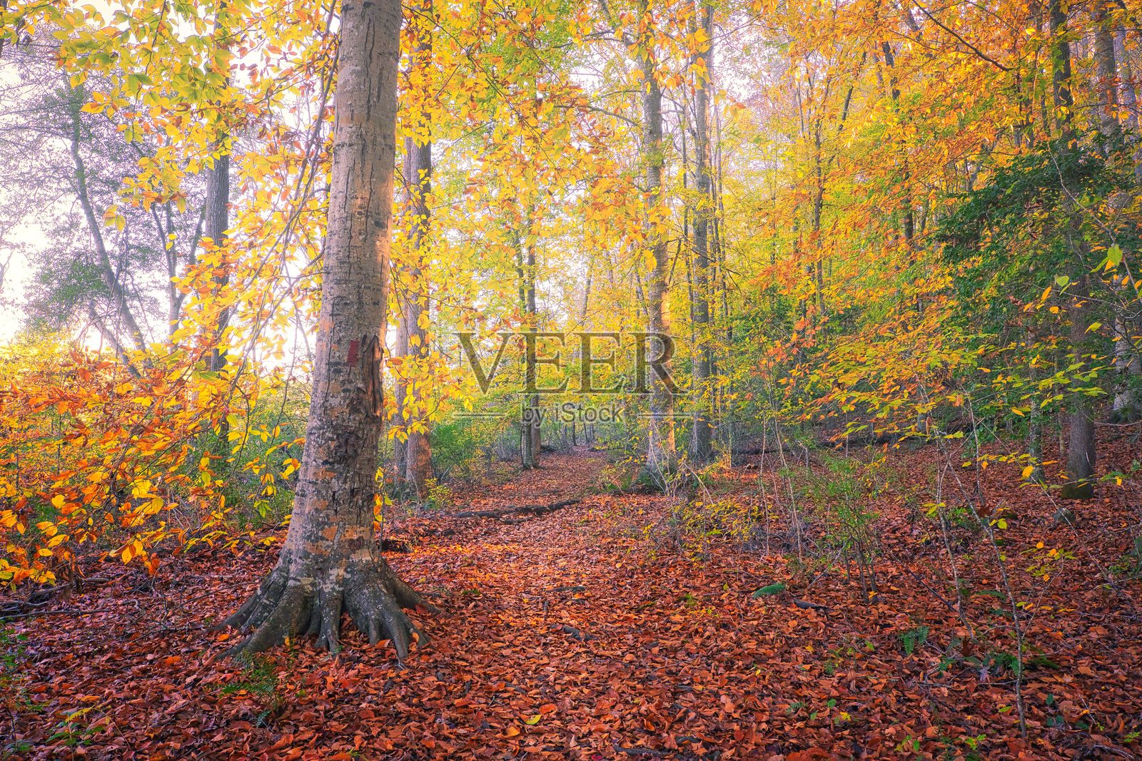 秋季森林小径照片摄影图片