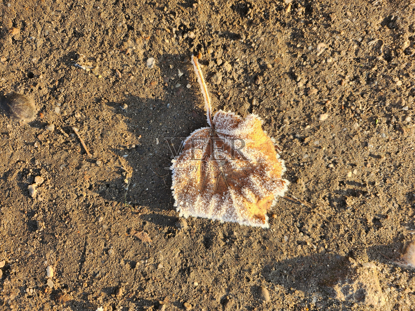 叶子。照片摄影图片