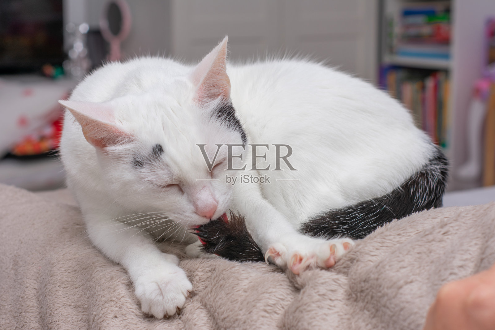 白猫在毯子上休息时舔自己的尾巴照片摄影图片