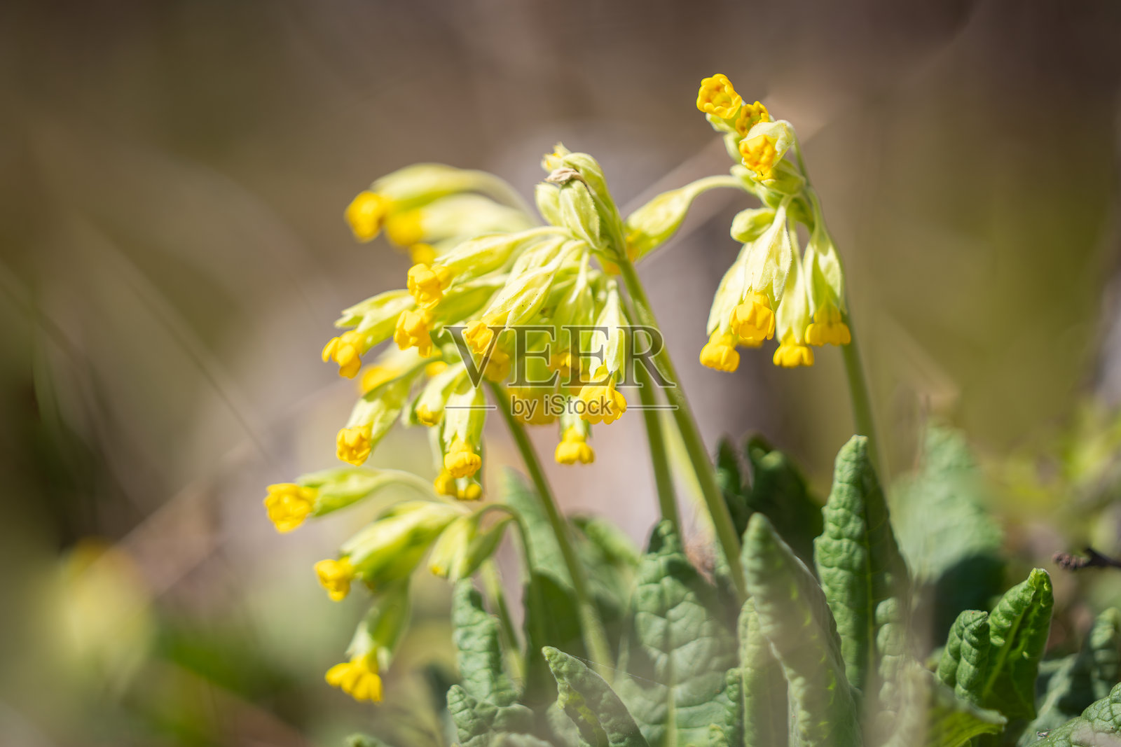 报春花，报春花属，报春花科。照片摄影图片