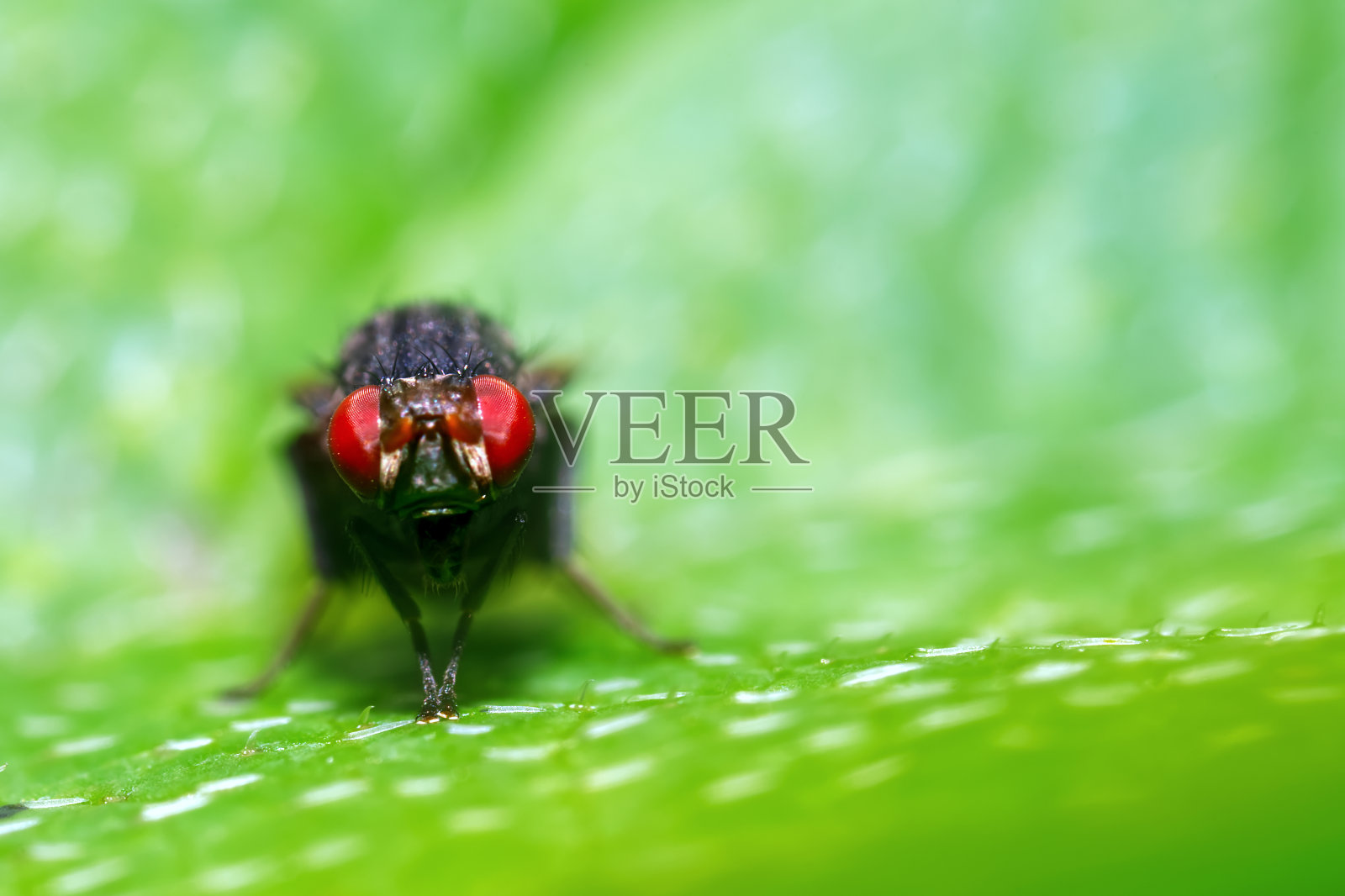 黑色苍蝇的正面视图，红色眼睛照片摄影图片