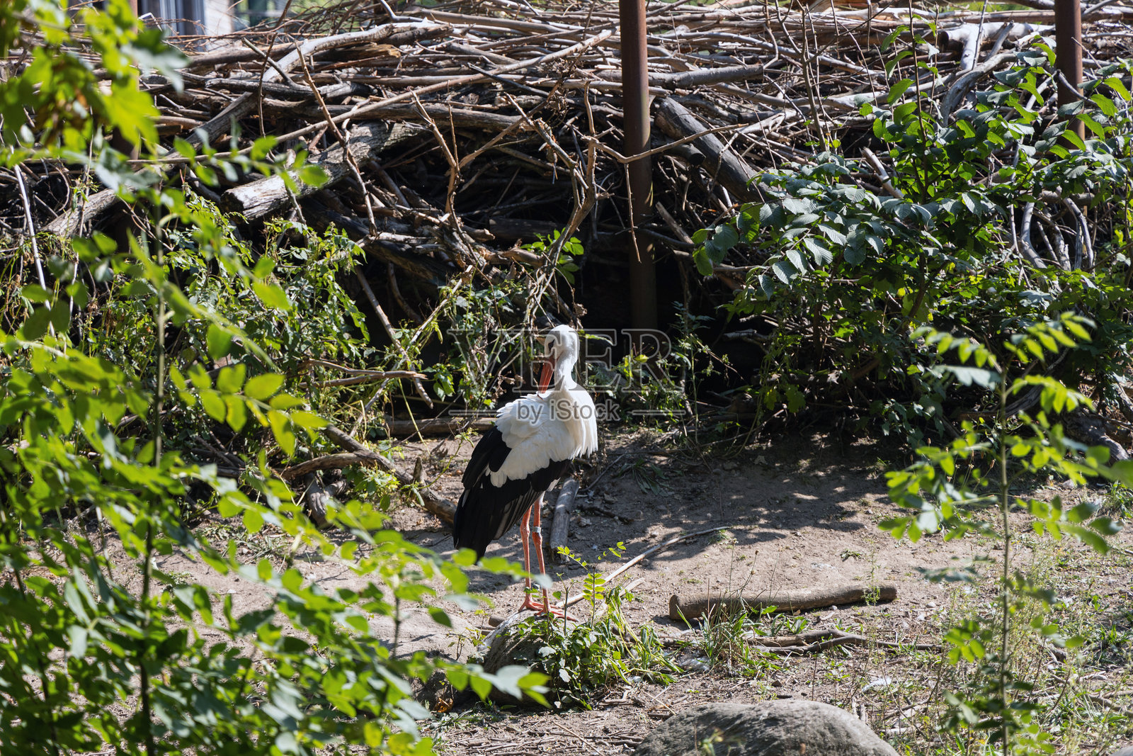 鹳鸟照片摄影图片