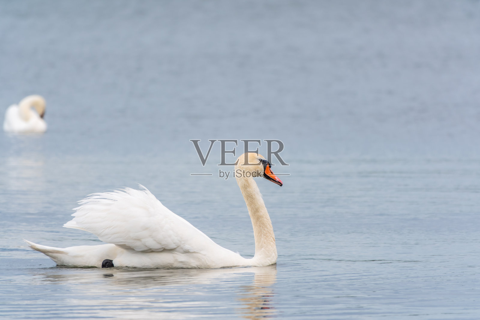 优雅的白天鹅在湖中游泳，野生天鹅。白天鹅在湖中游泳的肖像。照片摄影图片