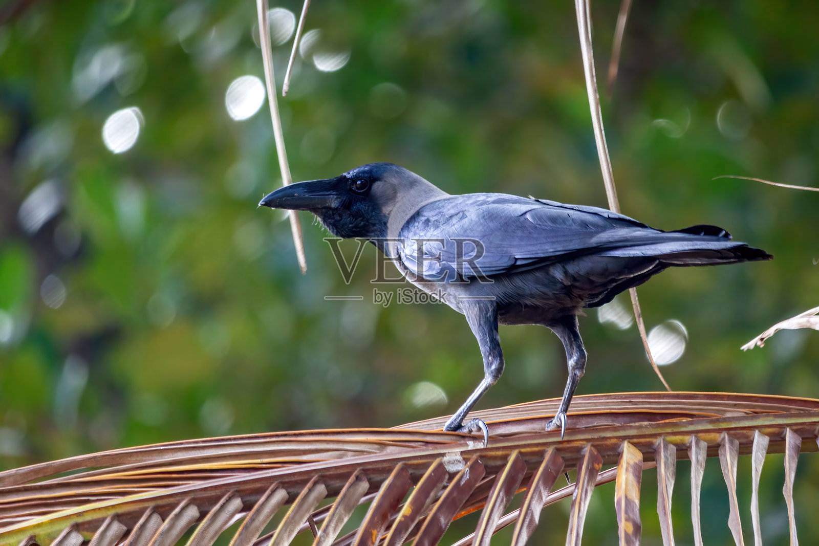 单房乌鸦（Corvus splendens），也称为灰颈乌鸦，栖息在栖木上。照片摄影图片