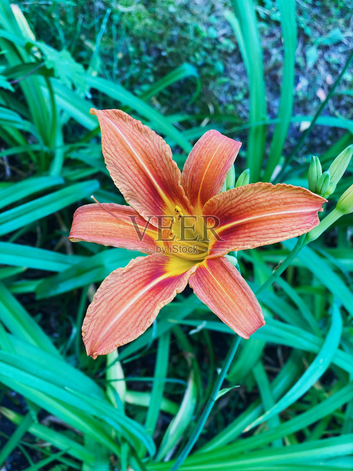 橙色百合花照片摄影图片