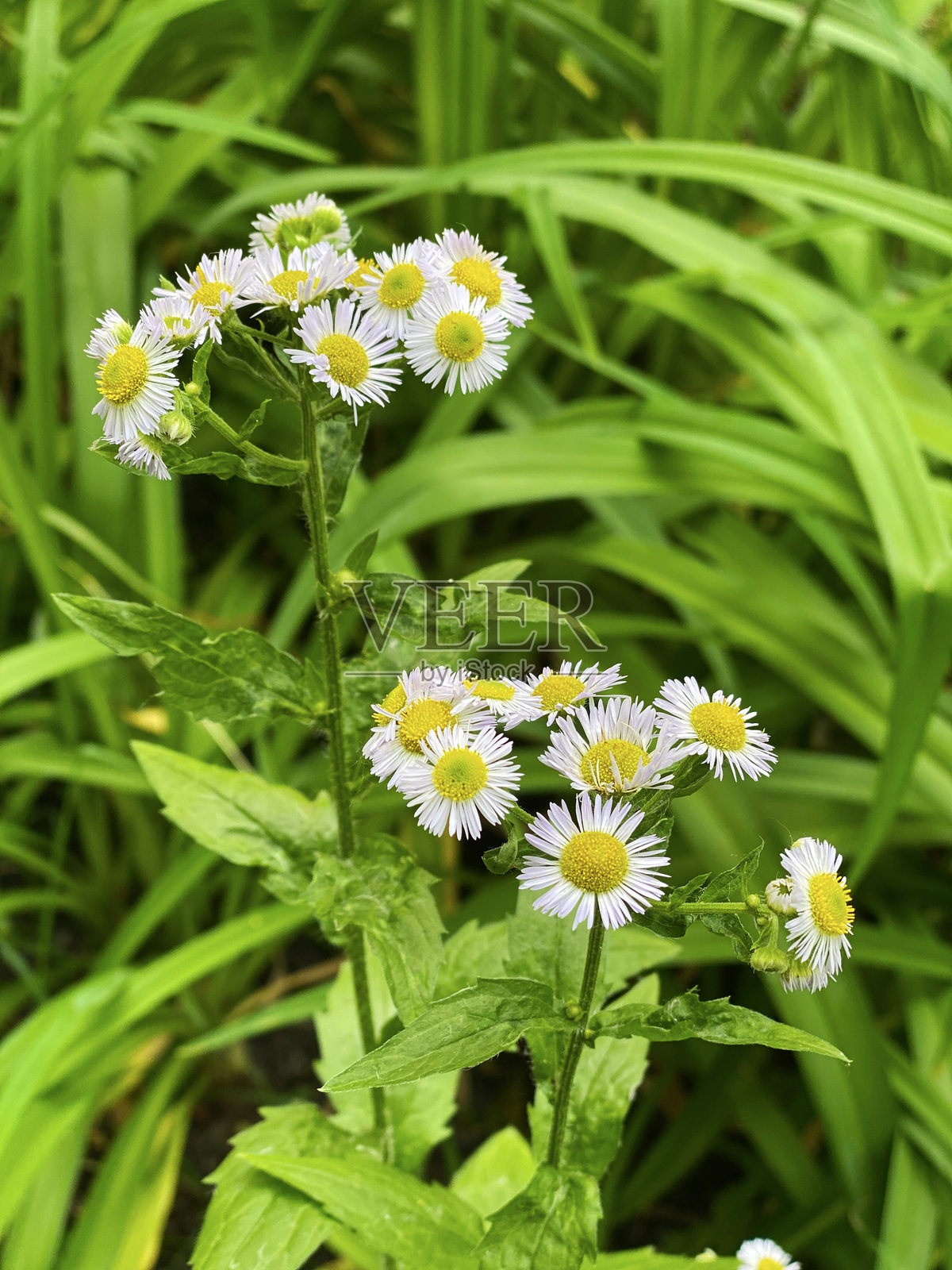 草地上的雏菊照片摄影图片