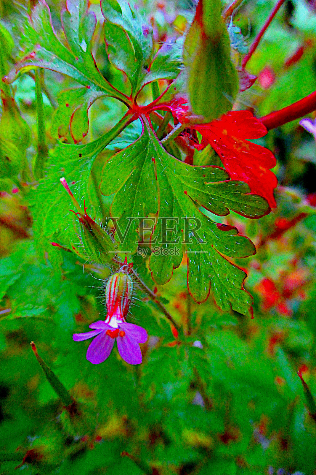 小紫花在石墙上生长照片摄影图片
