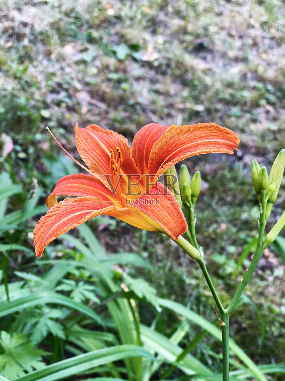 花园中的橙色虎百合照片摄影图片