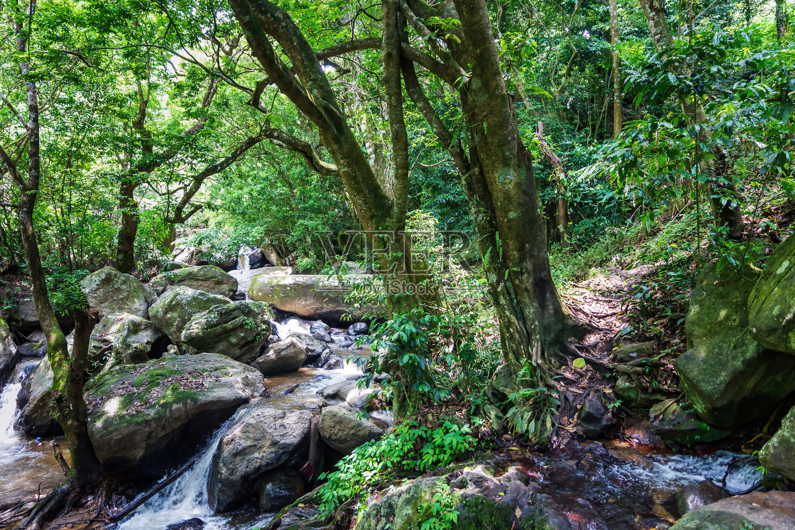 喀拉拉邦的隐藏宝藏：森林中的宁静溪流和永恒岩石照片摄影图片